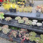 A variety of potted plants are displayed on a table, including a plant with a tag that says "Buddha."