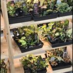 A variety of potted plants are displayed on a wooden shelf, showcasing their diverse foliage and colors.