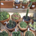 A variety of potted plants are displayed on a wooden table, including a cactus and a succulent.