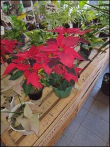 A variety of potted plants are displayed on a wooden table, including a red poinsettia plant.