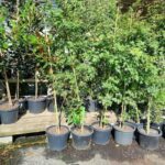 A variety of potted plants are lined up in a row, with some of them being small trees.