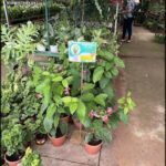 A variety of potted plants are on display at a nursery, including a plant with a sign that says "buy one get one free."