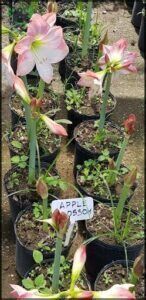 A variety of potted plants, including a plant with a sign that reads "apple blossom," are displayed in a garden setting.