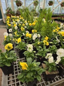A variety of yellow and white flowers are displayed in pots, creating a beautiful and vibrant scene.