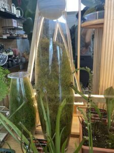 A vase with moss growing in it sits on a table.
