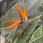 A vibrant orange and blue flower stands out against a green leafy background.