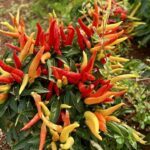 A vibrant red and yellow pepper plant with a variety of peppers in different stages of growth.