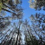 A view of the sky through the branches of a forest.