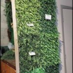 A wall of green plants with price tags on them.