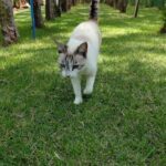 A white cat with a gray tail is walking through a grassy area.