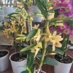 A white flower pot with a yellow flower in it.