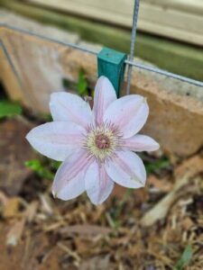 A white flower with a green stem hangs from a wire fence.