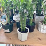 A white pot with a bamboo plant in it sits on a wooden shelf.