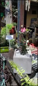 A white sign with the word "Hydrangea" written on it.