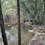 A white swan swims in a pond surrounded by trees.