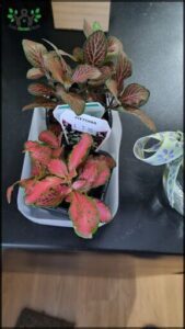 A white vase with a plant in it that is labeled "Fitonia."
