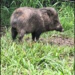 A wild boar is walking through a grassy field.