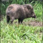 A wild boar is walking through the grass, looking for food.