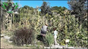 A woman and a child are walking through a field of corn, with the woman holding the child's hand.