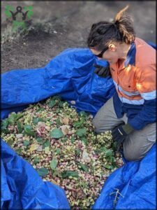 A woman is kneeling down in front of a blue tarp filled with various fruits and vegetables.