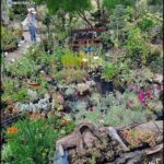 A woman is walking through a garden filled with various plants, including potted flowers and trees.