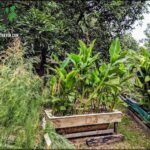 A wooden box filled with banana plants sits in a garden.