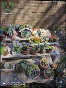 A wooden table filled with a variety of potted plants, including cacti and succulents, sits in front of a brick wall.