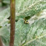 A yellow and black bug is perched on a leaf.