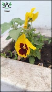 A yellow and purple flower is growing in a pot.