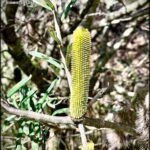 A yellow flower bud is growing on a tree branch.