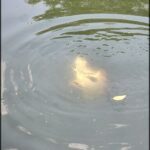 A yellow object is floating in a body of water.