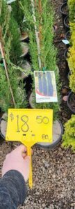 A yellow sign with the price of $18.50 hangs in front of a plant.