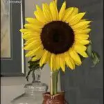 A yellow sunflower in a vase.