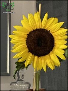 A yellow sunflower with a brown center is sitting in a vase.