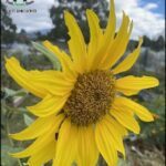 A yellow sunflower with a green leaf and a black bug on it.