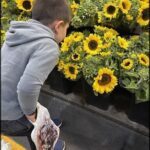 A young boy is standing in front of a large display of sunflowers, looking at them with curiosity.
