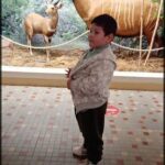 A young boy wearing a jacket stands in front of a display of deer and zebras.
