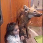 A young girl is standing in front of a fox exhibit, looking at the animal with curiosity.