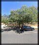 Adelaide City Council Nursery