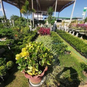 Agro Verde