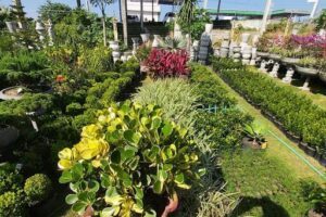 Agro Verde