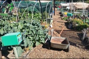Alice Springs Community Garden