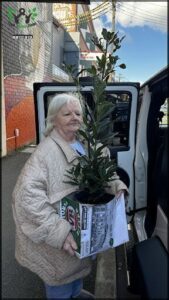 An elderly woman is holding a large potted plant, possibly a tree, in front of a car.