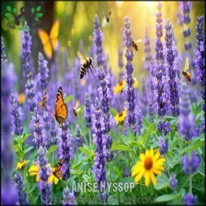 Anise Hyssop