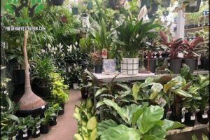 Annandale Garden Centre