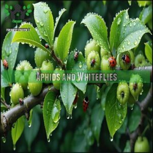 Aphids and Whiteflies
