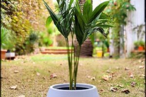 Arcos Verde Plantas y Macetas
