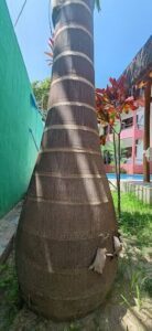 ART Plantas