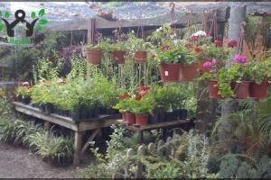 Arte Natural JARDINERIA