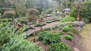 Austplant Nursery & Gardens